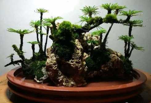 卷柏盆景怎么造型好看 在家里想养卷柏,如何处理才能制成漂亮盆景