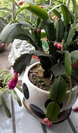 蟹爪兰花蕾为什么会落 蟹爪兰为什么掉花苞,花蕾脱落的原因
