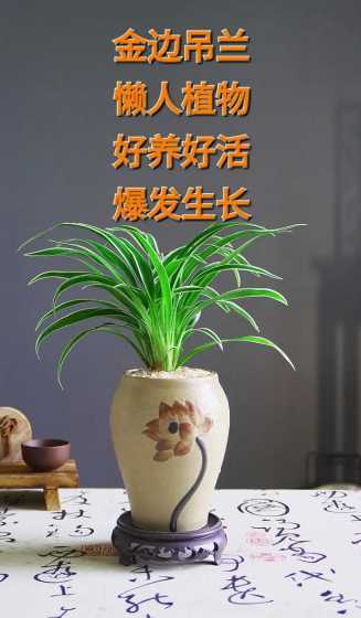 金边吊兰的花怎么搭配 黑色花盆怎么搭配