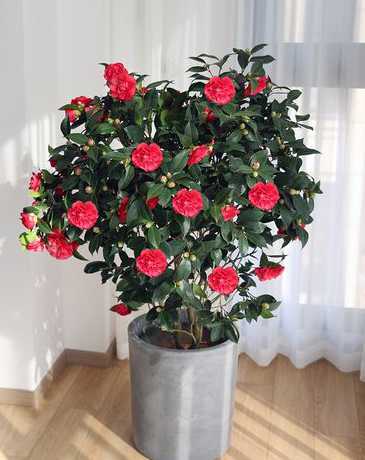 茶梅盆栽什么时候发芽 茶梅什么时候开花(茶梅盆栽的养殖方法讲解)