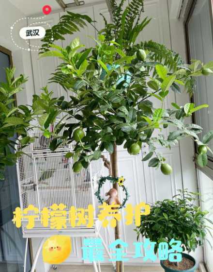 柠檬盆景怎么种植技术 盆栽柠檬树怎么浇水