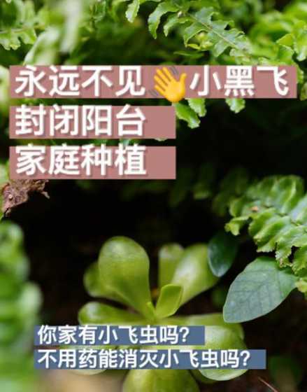 找什么办法消灭小黑飞 教你彻底消灭恼人的小黑飞 如何消灭小黑飞