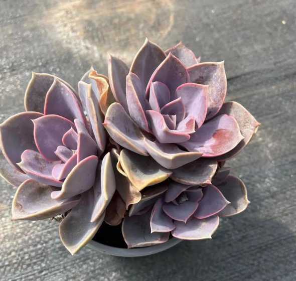 多肉紫珍珠有什么好处 紫珍珠多肉好养吗(养护紫珍珠的妙招)