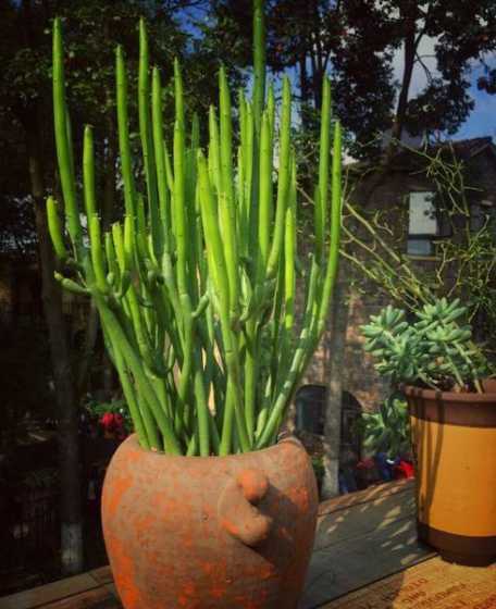 盆栽光棍树有什么作用 多肉光棍树的养殖方法