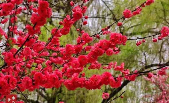 什么品种的梅花花最红 请问什么红梅品种最好