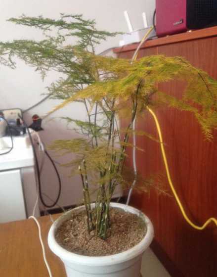文竹换盆后发黄怎么办 文竹换盆后叶子发黄怎么办