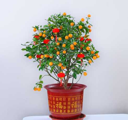 什么盆栽适合适合河南 郑州适合养什么花