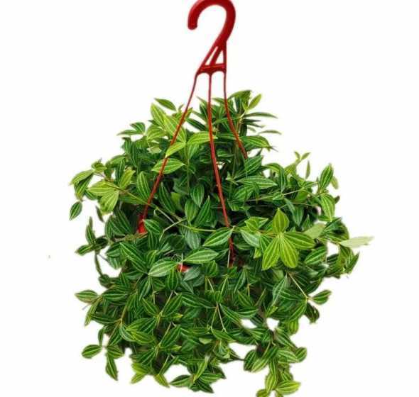 钻石裴翠吊兰怎么种植 钻石翡翠吊兰的养殖方法