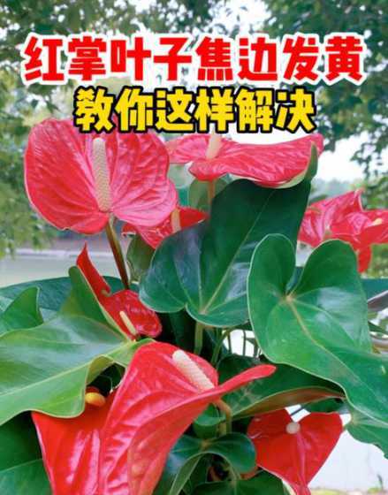 红长叶子发黄怎么解决 红掌叶子发黄怎么回事儿,怎么办呀