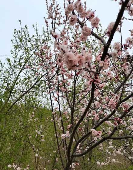 杏树刚开花是什么颜色 杏子开的花是什么颜色刚结的果是什么味道