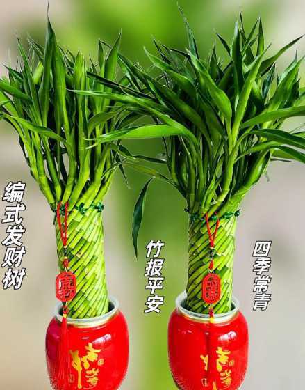 转运竹怎么样进行繁殖 转运竹怎么繁殖方法和注意事项