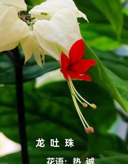 龙吐珠叶子打卷为什么 家养龙吐珠叶子卷曲怎么回事