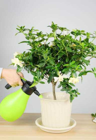 新移植的花用什么水浇 玫瑰花用什么水养