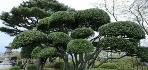 北方种香樟树注意什么 香樟树北方能种植吗