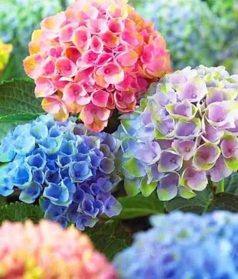 大厅花是在什么季节开 各种花在什么季节开放