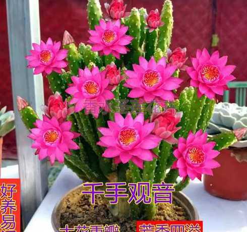家里养什么花平安发财 家里养什么花好旺财风水