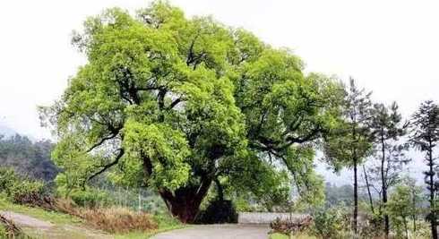 樟树可以种植哪些地方 樟树适合哪里种植 龙脑樟树适合哪些地方种植