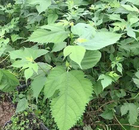 楮树和构树有什么不同 构树和楮树区别