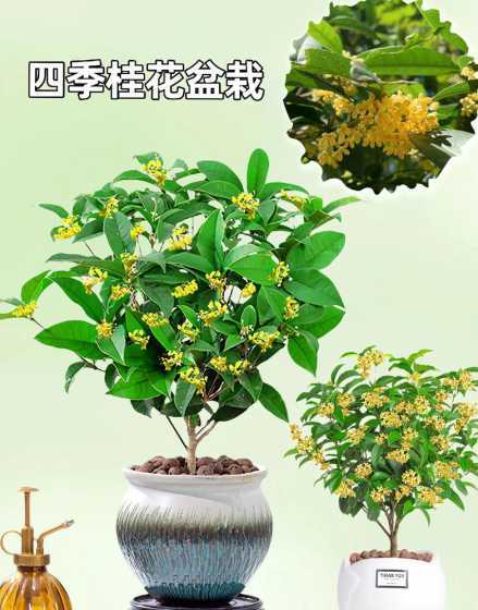 四季桂花属于什么植物 桂花是被子植物吗