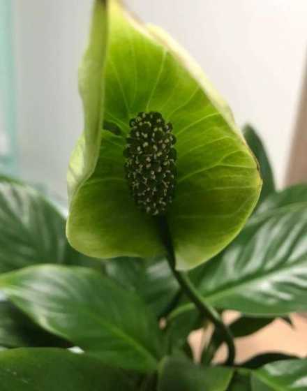 一帆风顺花变绿怎么办 一帆风顺花为什么变绿