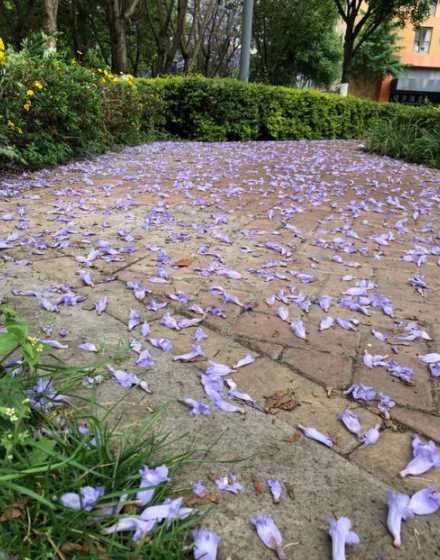 蓝楹花怎么上海存活 蓝楹花和蓝花楹区别