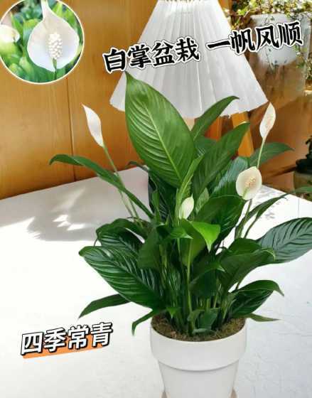 一帆风顺花怎么样养殖 一帆风顺花的养殖方法