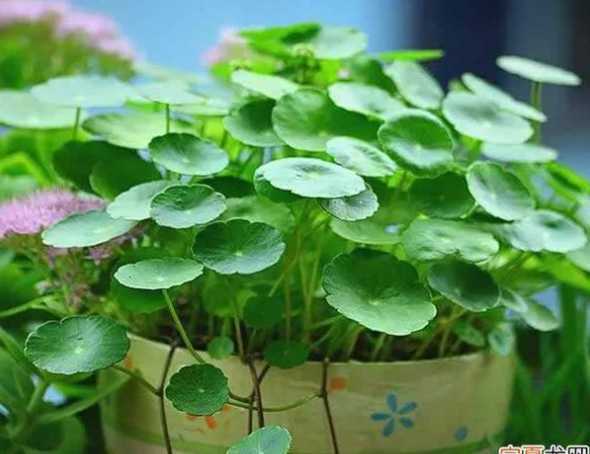 铜钱草植物属什么好处 铜钱草什么属相不能养