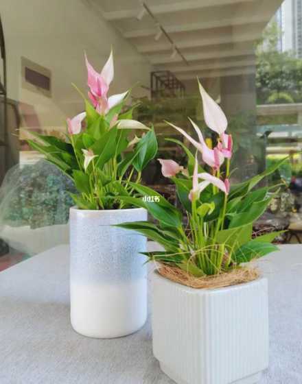 粉掌花叶子为什么竖着 粉掌叶子不展是怎么回事