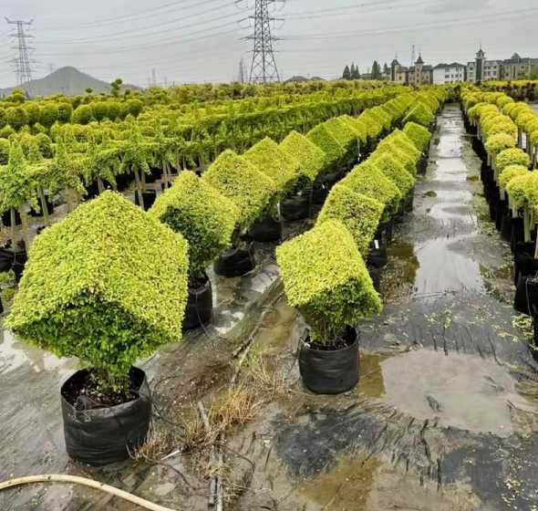 如何区分袋苗和地栽苗 袋苗嘉宝果移栽多久能施肥啊