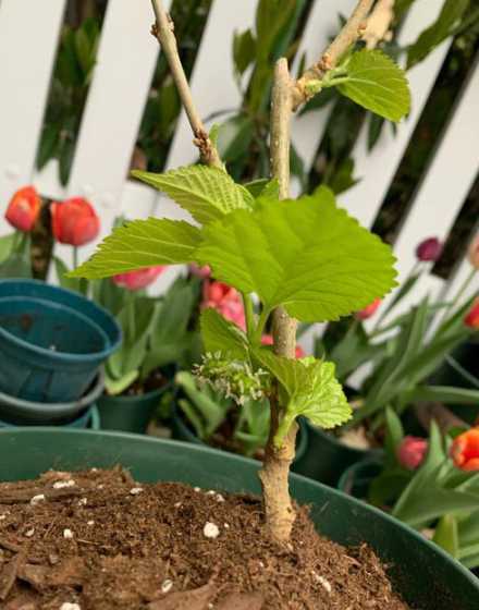 桑树适合什么时候移植 如何移植桑树
