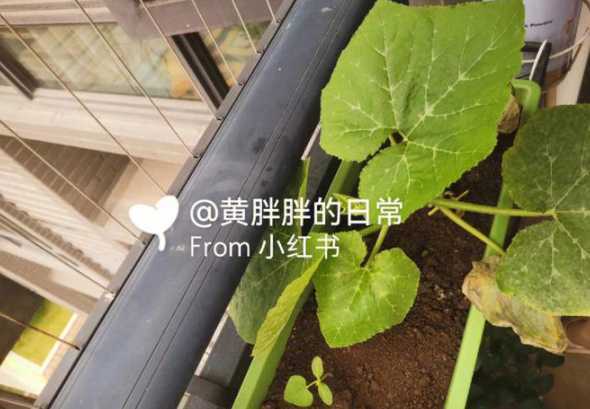 秋葵疯长不接果为什么 秋葵不能与果菜类接茬,它对土壤有哪些要求