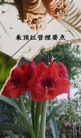 朱顶红开完花怎么管理 朱顶红花开花后怎么养 如何养开完花的朱顶红