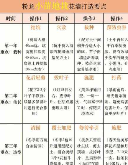 月季小苗秋天怎么养护 小苗藤本月季怎么养