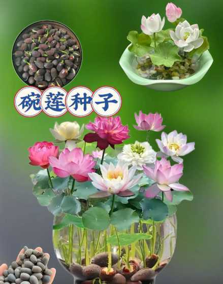 当年种子碗莲多久开花 如何用碗莲种子种碗莲,当年开花