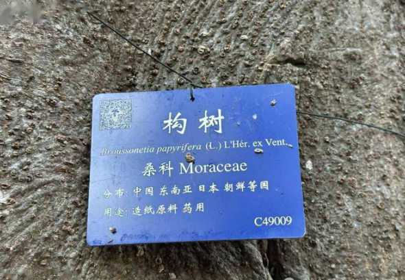 构树苗一般多少钱一棵 冬季能不能移栽构树大苗