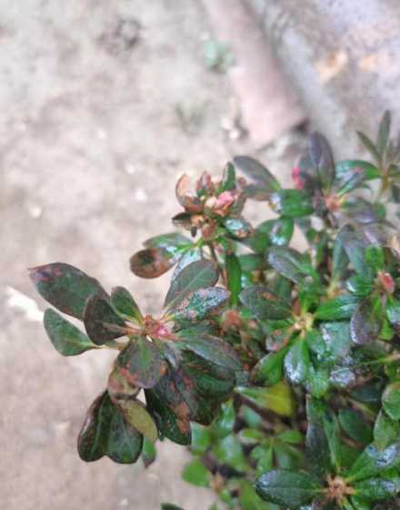 杜鹃花有虫子怎么回事 杜鹃花上有虫子怎么办(杜鹃花叶子被虫吃了怎么灭虫)
