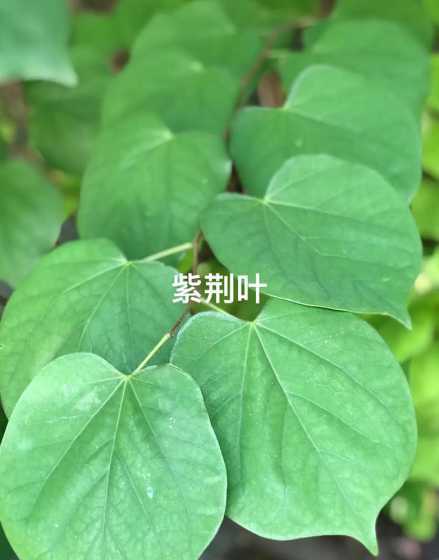 紫荆的什么时候叶变色 紫荆的树叶的特点