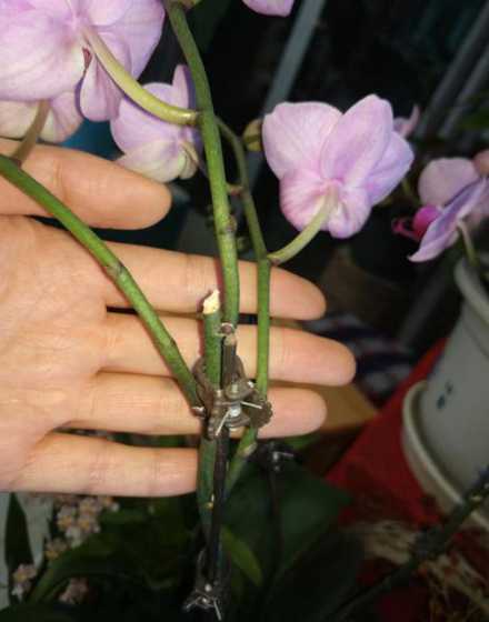 蝴蝶兰花开完了怎么办 蝴蝶兰花开败了以后怎么处理