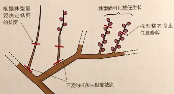 地栽梅花冬季怎么剪枝 地栽梅花什么时候移栽好,地栽梅花啥时候修剪好