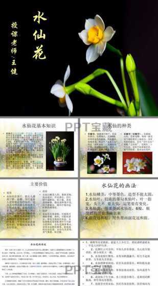 水仙为什么到春节才开 水仙花是什么季节开放的,春节开花条件