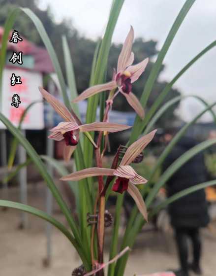 兰花的花语是什么作用 兰花的花语