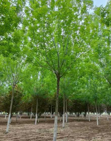 种速生白蜡能赚多少钱 如何种植速生白蜡树苗
