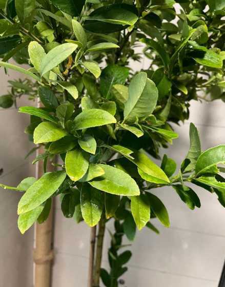 柠檬叶子发黄怎么处理 柠檬叶子发黄怎么办 叶子发黄的原因及处理方法