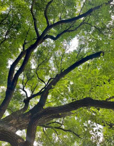 哪些树也可以夏天移植 大树移植方法有哪些