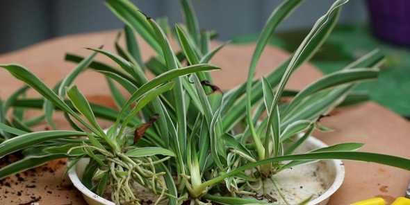 新移植的吊兰怎么浇水 换盆后多久给吊兰浇一次水
