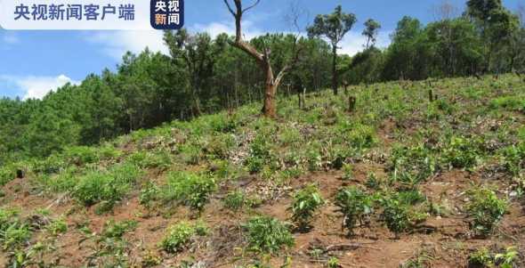 破坏花草树木对农业影响 小学四年级检讨破坏路边的花草树木