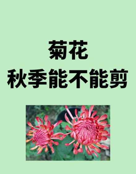 夏菊什么温度停止生长 菊花的习性是什么