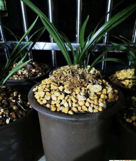 兰花的花苞为什么变黑 兰花花苞消苞后,拔出发现花苞的花杆下发黑色是什么原因