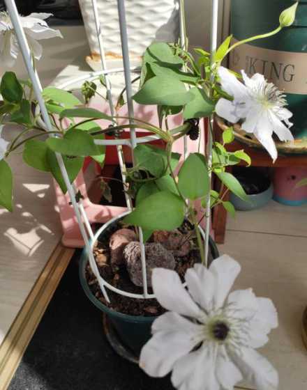 铁线莲怎么叶子都干了 铁线莲叶子干枯怎么回事