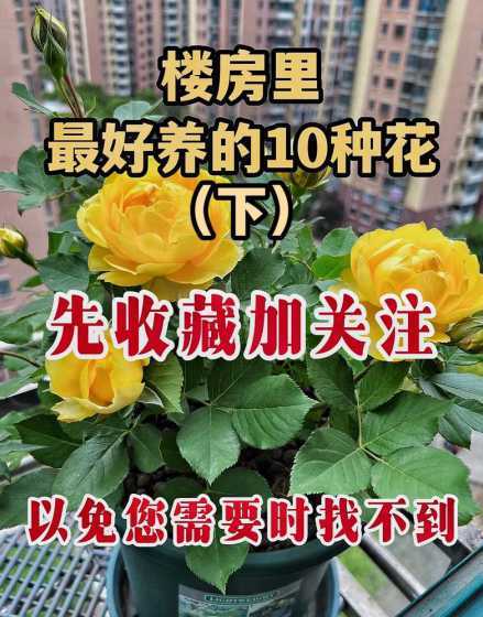 夏天楼房适合养什么花 楼房适合养什么花